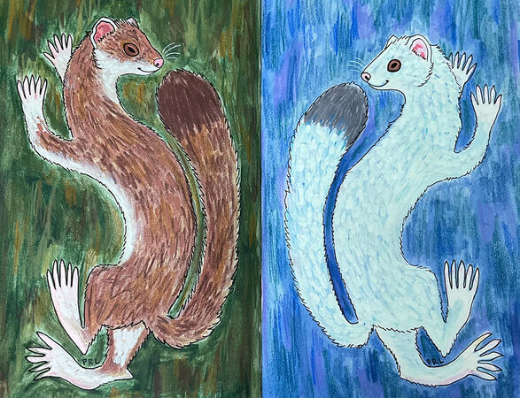 summer &amp; winter stoats (2025)